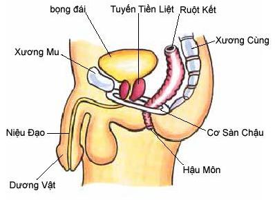 TIỀN LIỆT TUYẾN