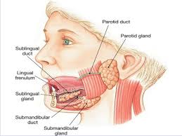 TUYẾN NƯỚC BỌT