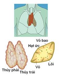 TUYẾN ỨC