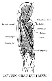 Đau mặt trước Đùi